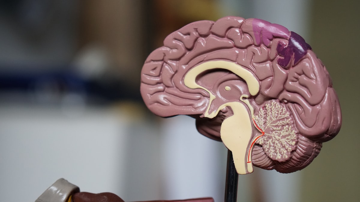 Methylene blue longevity — anti-aging science and mitochondrial health research